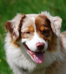 Chana-Red - Berger Australien