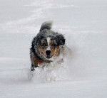 Chester-Blue alias "Sky" - Berger Australien
