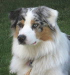 Yuma à 1 an et demi - Berger Australien