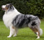 Sunny Hill's United Project - Berger Australien