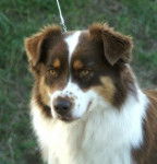 Forest d'un elevage internet ! - Berger Australien (3 ans)