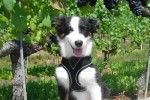 Berger Australien : Georgie 8 mois - Berger Australien (8 mois)
