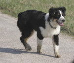 Good Star Berger Australien noir tricolore 8 mois - Berger Australien (8 mois)