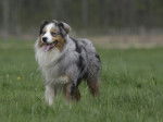Demon des Mazellieres 3 ans mâle bleu merle - Berger Australien (3 ans)