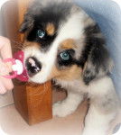 Chiot Berger Australien : Handy - Berger Australien