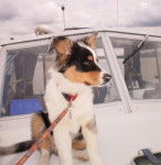 Handy à 6 mois - Berger Australien (6 mois)