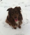 Kayden - Berger Australien Mâle (11 mois)