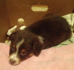 Skye - Berger Australien (2 mois)