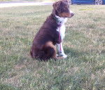 Skye - Berger Australien (5 mois)