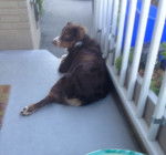 Skye - Berger Australien (5 mois)