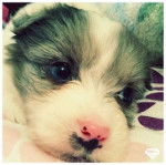 baby girl - Berger Australien (1 mois)