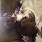 Skye - Berger Australien (2 mois)