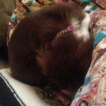 Skye - Berger Australien (2 mois)