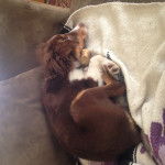 Skye - Berger Australien (2 mois)