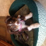 Skye - Berger Australien (3 mois)