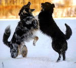 Deux Berger Australien sur une surface enneig&eacute;e semblant se battre 