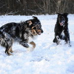 My boys : Kaiju and Athos - Berger Australien