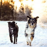 My boys : Kaiju and Athos - Berger Australien