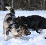 My boys : Kaiju and Athos - Berger Australien