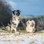My boys : Kaiju and Jin - Berger Australien