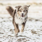 Jin - Berger Australien