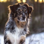 Don Kaiju - Berger Australien