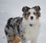 Théo - Berger Australien Mâle (6 mois)