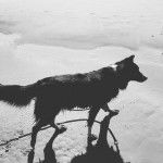 Farah ~ - Berger Australien (7 ans)