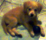 Michell - Berger Australien M&acirc;le (2 mois)