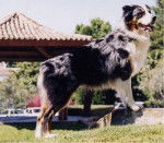 Ordryx du domaine de la Camosciara - Berger Australien