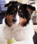 Photo Berger Australien (6 mois)