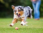 Un Berger Australien courant derri&egrave;re une balle