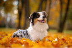 Un Berger Australien allongé sur sol couvert de feuilles d'automne