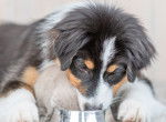 Un chiot Berger Australien en train de manger dans sa gamelle