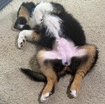 Un Berger Australien allongé sur le dos sur une moquette 