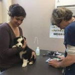 Un chiot Berger Australien avec sa ma&icirc;tresse chez la v&eacute;t&eacute;rinaire