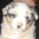 elp - Berger Australien Mâle (2 mois)