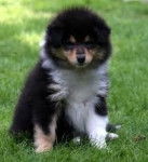 chakou - Berger Australien Mâle (10 mois)