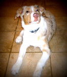 Puppy - Berger Australien Mâle (3 ans)