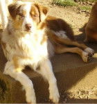 wichita - Berger Australien (7 ans)