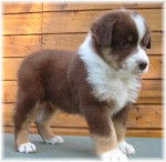 stella - Berger Australien (5 mois)