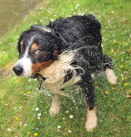 tango - Berger Australien Mâle (10 ans)