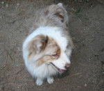 Peede - Berger Australien M&acirc;le (1 an)