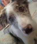 Courageous - Berger Australien Mâle (7 mois)