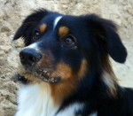 Jed - Berger Australien Mâle (1 an)