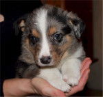 Loulou - Berger Australien (3 mois)