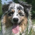 Bannock - Berger Australien Mâle (6 ans)