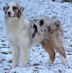 Serge - Berger Australien Mâle (3 ans)