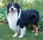 Berger australien - Berger Australien