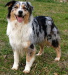 MAILLA - Berger Australien (6 mois)